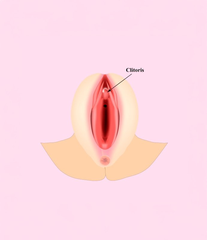 Clitoroplastia: o que é, indicações e qual o preço